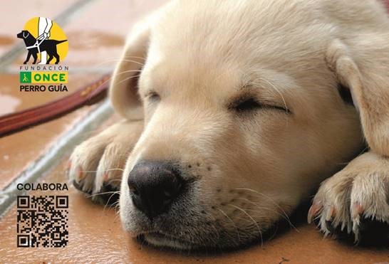foto perros guía once