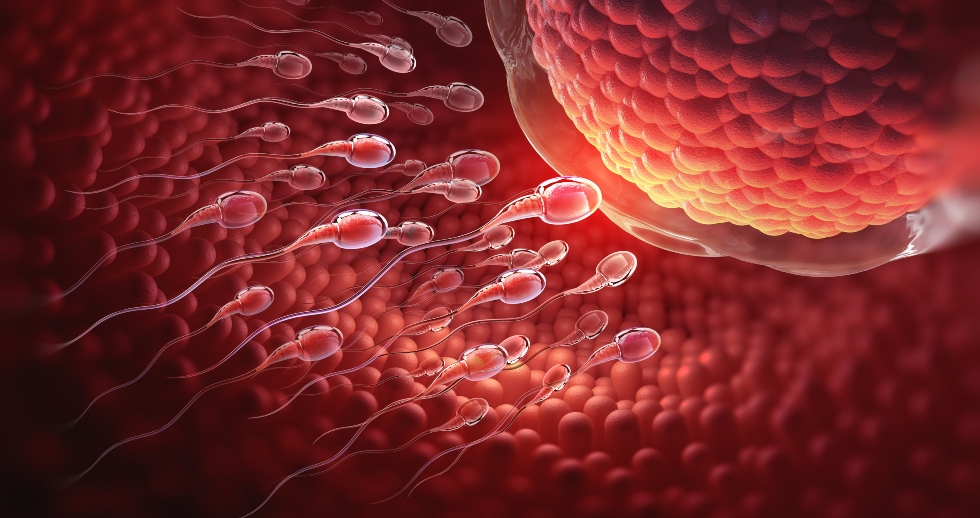 Fertilidad masculina